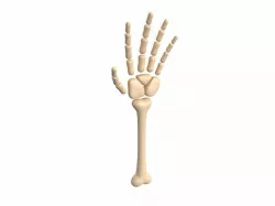 Arm Bone
