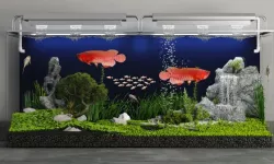 Arowana aquarium
