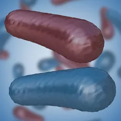 Bacterium 3