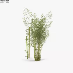 Bamboo