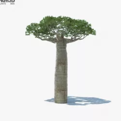 Baobab Tree