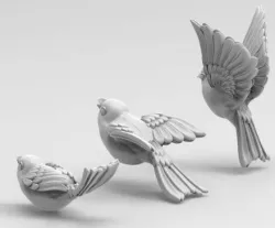 birds