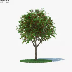 Cherry Tree