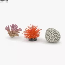 Coral