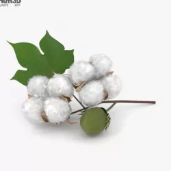 Cotton