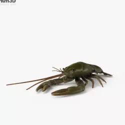 Crayfish HD
