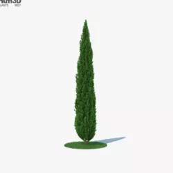 Cypress
