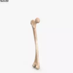 Femur