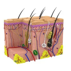 Human Skin Detailed Dissection