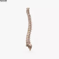 Human Spine