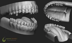 Human Teeth,Gums and Tongue - HighPoly