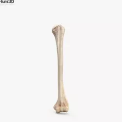 Humerus