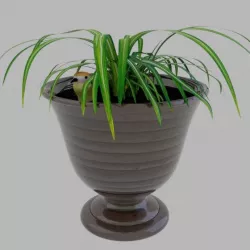 Pot plant with a bird