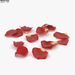 Rose Petals