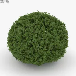 Shrub