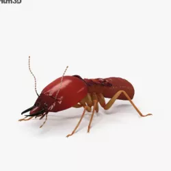 Termite HD
