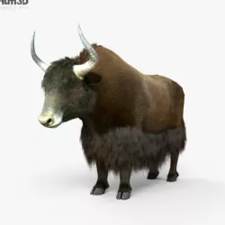 Yak HD