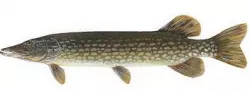Brochet 2