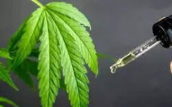 Buy CBD Isolate Wholesale