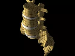 Human Lumbar Spine