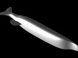 Leurre Brochet