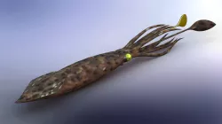 squid-1