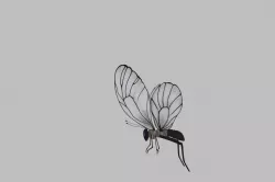 butterfly 3D model