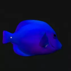 Cheek Butterfly Fish Blue Low-poly  3D model