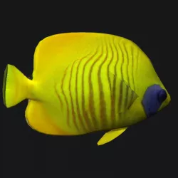 Cheek Butterfly fish Low-poly  3D model