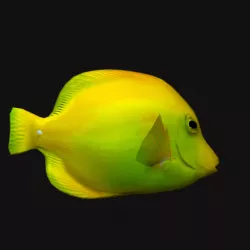 Cheek Butterfly fish Yellow Low-poly  3D model