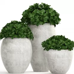 Collection of plants in pots 3D model