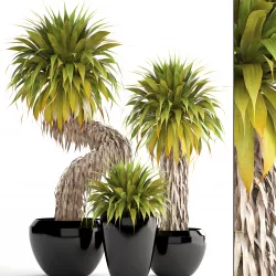 Collection of tropical plants Yucca 3D model