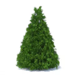 Cone Shaped Thuja Hedge 3D model