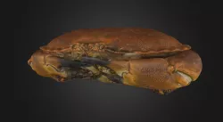 Crab - crustacean 3D model
