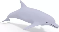 Dolphin 3D Model 3D model