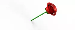 Garden rose