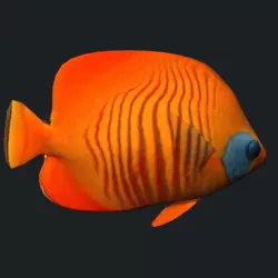 Gold Cheek Butterfly fish A Low-poly  3D model