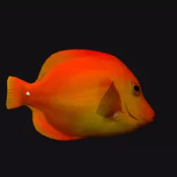 Gold Cheek Butterfly Fish Low-poly  3D model