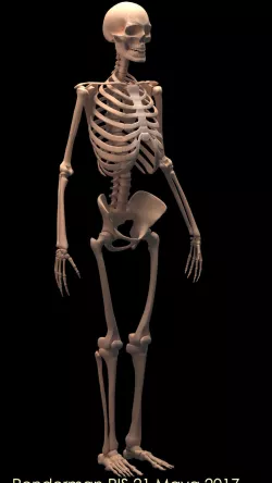 Human Skeleton 3D model