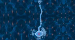 Nerve Cells Neuron 3d Model 3D model