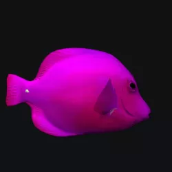 pink Cheek Butterfly fish Low-poly  3D model