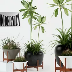 Plants collection 77 Modernica pots 3D model