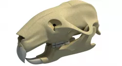 Rat Skull 3D model