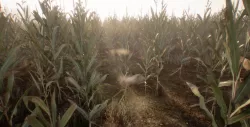 Realistic Optimized Corn Low-poly  3D model