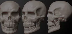 Skull Low-poly  3D model