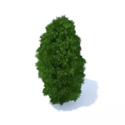 Thuja Shrub 3D model