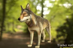 Timber wolf character Low-poly  3D model