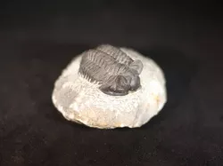 Trilobite 250 - 500 mil years old, now on your fancy 3D Printer