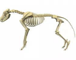 Wolf Skeleton 3D model