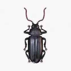 Woodcutter Beetle 3D Model no Rig Low-poly  3D model